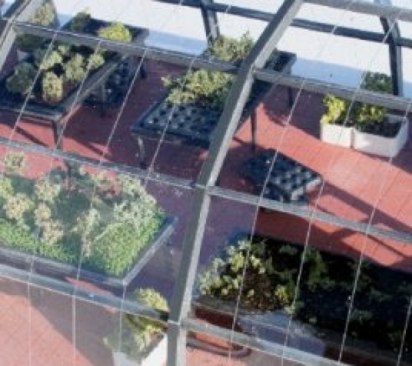 Greenhouse with curved roof